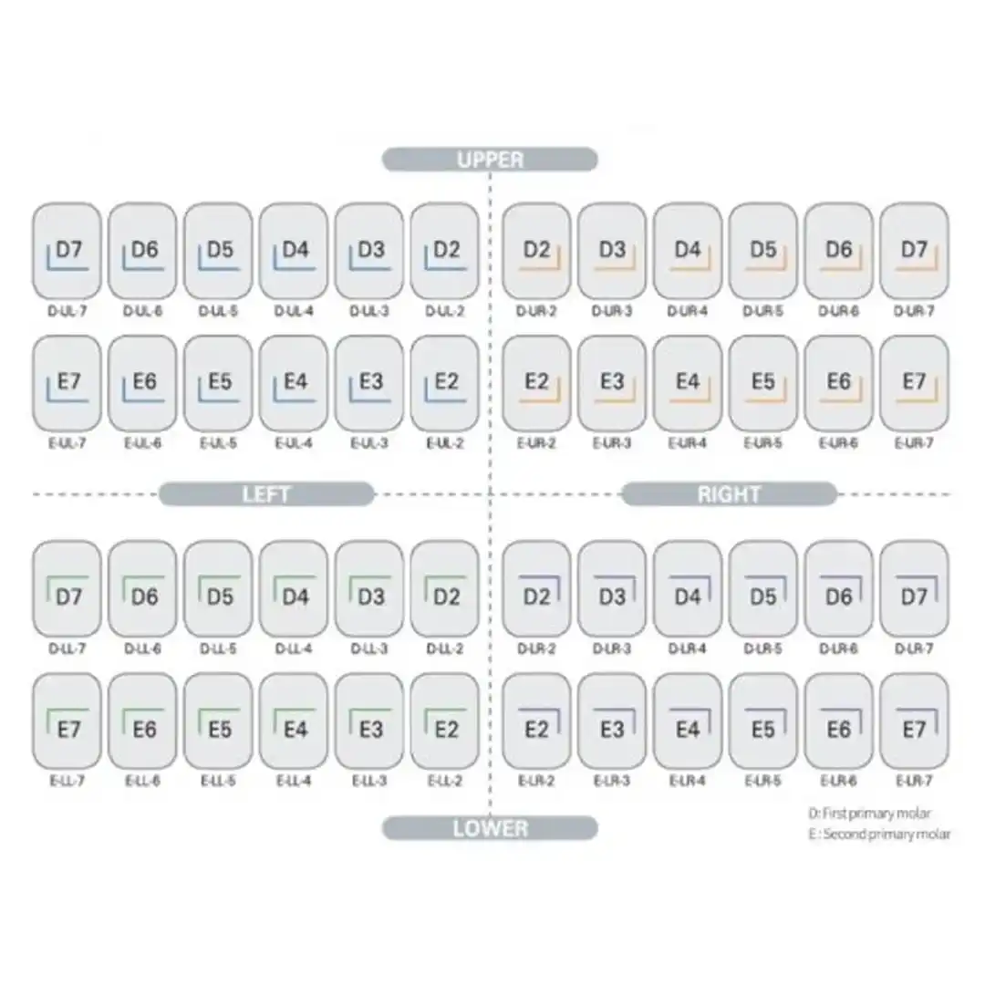 Kids Crown PÇK Molar Set 48'lik - Görsel 3